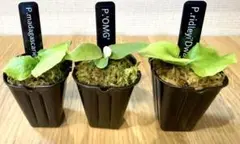 ビカクシダ　セット　リドレイドワーフ　マダガスカリエンセ　スパーバムなど ビカクシダ セット リドレイドワーフ マダガスカリエンセ スパーバム