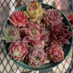 noenoe様 リクエスト 2点 まとめ商品