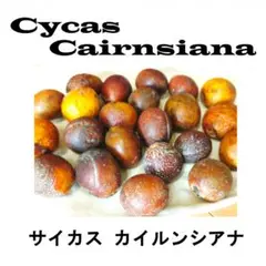 3最高級 スーパーブルー ドワーフ サイカス カイルンシアナ コレクション株 3最高級 スーパーブルー ドワーフ サイカス カイルンシアナ