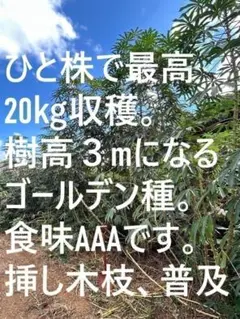 80箱に満杯。世界一の、ゴールデン・キャッサバ。挿し木枝、箱売り◆実質140本？ 80箱に満杯◇キャッサバ。挿し木枝=ゴールデン種◇箱売り◇実質140本
