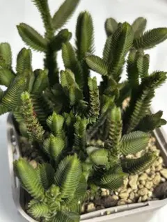 多肉植物 大型青鎖竜のサムネイル