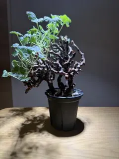 2026年最新】特徴：現地球/現地株 観葉植物 塊根植物・コーデックスの