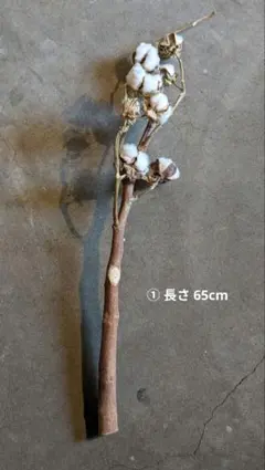 コットンフラワー ホワイト 綿花 3本セット