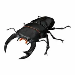 オオクワガタ カプセルトイ