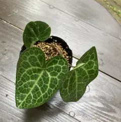 カンアオイ　アケボノアオイのサムネイル