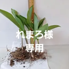 すずらん花芽付き。