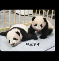 Item thumbnail for item 0283562f-b6b5-4177-a2fb-034a8fa449db