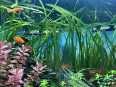 rocky様 リクエスト 2点 まとめ商品