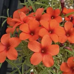 オキザリス　Oxalis Blood 球根⑦のサムネイル