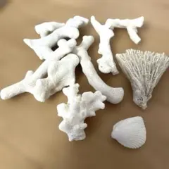 石垣島　珊瑚礁　10個　ホワイトサンゴの断片セット