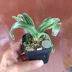 獅子万年青　曙獅子　鉢植え　貴重品種　観葉植物 獅子葉の王様】 ・ ・ 獅子葉というカールする葉は、アデニウム