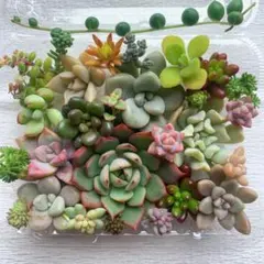多肉植物 カット苗詰め合わせ 寄せ植えセット 《32》エケベリア 多肉弁当