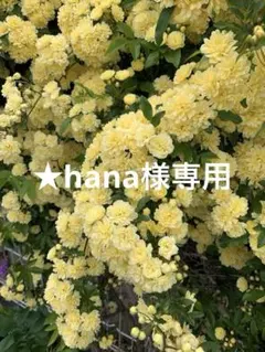 ★hana様専用