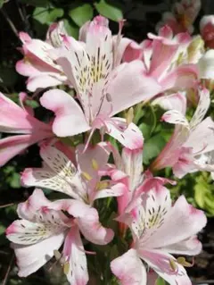 まりこ様 リクエスト 2点 まとめ商品