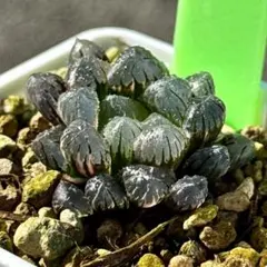 お*も様 OB-1オブツーサ錦　超美株　ハオルチア　観葉植物　オークション　49