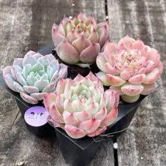 NEW❗️217多肉植物　エケベリア　ピンククリスタル等　抜き苗　4苗セット❣️