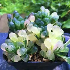 r*u様 多肉植物 ハオルチア 氷星球オブツーサ錦 変異系 超美品 希少