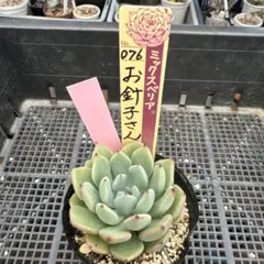 美紫妃 おらいさん苗 札付き ミックスベリア - メルカリ