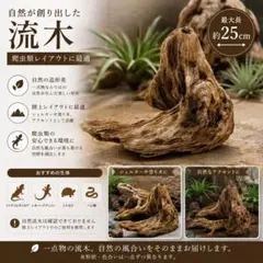 流木35　【反り立ち】アク抜き済みのサムネイル