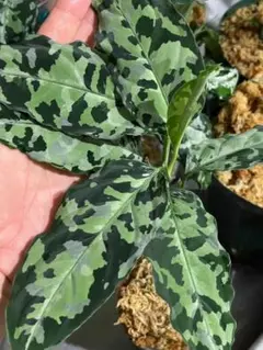 2025年最新】アグラオネマの人気アイテム - メルカリ