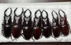 クロシマノコギリ（黒島） 62ミリ1997年採集 クロシマノコギリ（黒島） 62ミリ1997年採集 - メルカリ