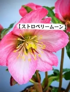 クリスマスローズ【ストロベリームーン】苗 ラズベリーピンクレッド 庭鉢花 宿根草のサムネイル