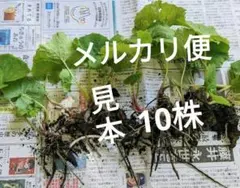 はらぺこあおむし様 リクエスト 2点 まとめ商品