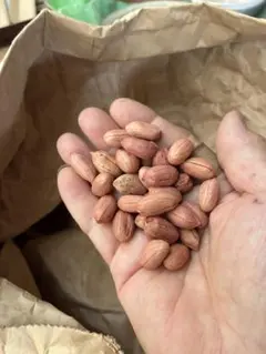독점적입니다.피넛 나카테유타카 300그레인 치바 야치마치의 피넛 파머스 씨드
