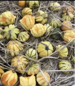 あかなまこ様 リクエスト 10点 まとめ商品