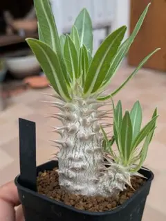 パキポディウム ロスラーツム　実生苗 塊根植物 コーデックスのサムネイル