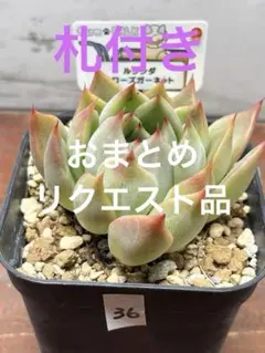 mizutama様 リクエスト 2点 まとめ商品