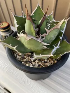 2026年最新】アガベ チタノタ オテロイの人気アイテム - メルカリ