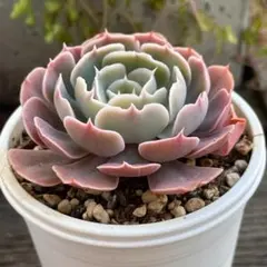 蜃気楼　エケベリア　多肉植物