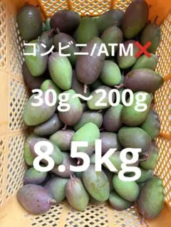 摘果マンゴー　7キロ 摘果マンゴー7kg - メルカリ