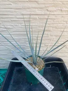 2026年最新】Yuccaの人気アイテム - メルカリ