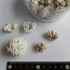 サンゴ藻リソサムニューム 190g 長崎県南島原市沖