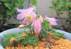 SLS様 リクエスト 2点 まとめ商品