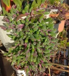 多肉植物　ルビーネックレス