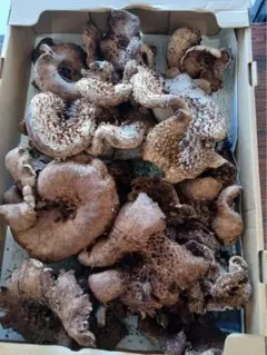 2025年最新】香茸 1kgの人気アイテム - メルカリ