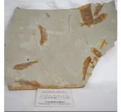 Item thumbnail for item c328e1a3-4bea-4fed-a950-2ff0afb38c29