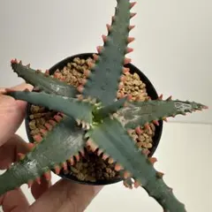 アロエハイブリッド Aloe Hybrid A_062 - メルカリ