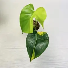 Q333 Monstera Lemon Lime モンステラ レモンラ - メルカリ