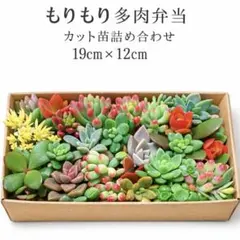 多肉植物カット苗ランダム詰め合わせ 19cm x 12cmもりもり多肉弁当