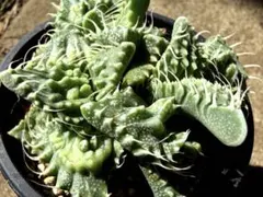 多肉植物 フォーカリア 怒涛のサムネイル