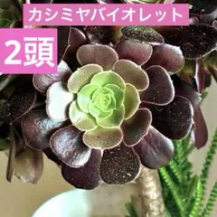 アエオニウム　カシミヤバイオレット　カット苗　2頭⭐️多肉植物　寄せ植えにも