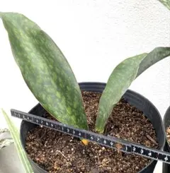 サンスベリア sp. Mafinga variegated C - メルカリ