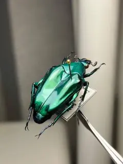 25mm】ハキリアリの女王標本 Atta cephalotes？ パラポネラ - メルカリ