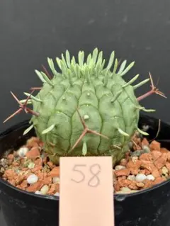 レア実生！ ユーフォルビア aff.レトロスピナ 多肉植物 塊根植物