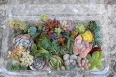 多肉植物　多肉弁当　名前付き