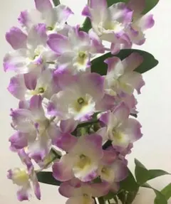 デンドロビウム ラブリーエンゼル　花：白と紫　1株のサムネイル